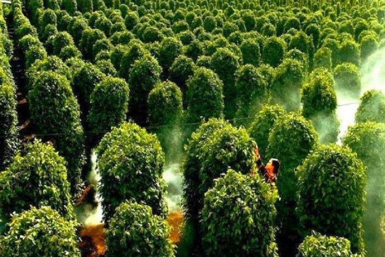 Vườn tiêu Phú Quốc