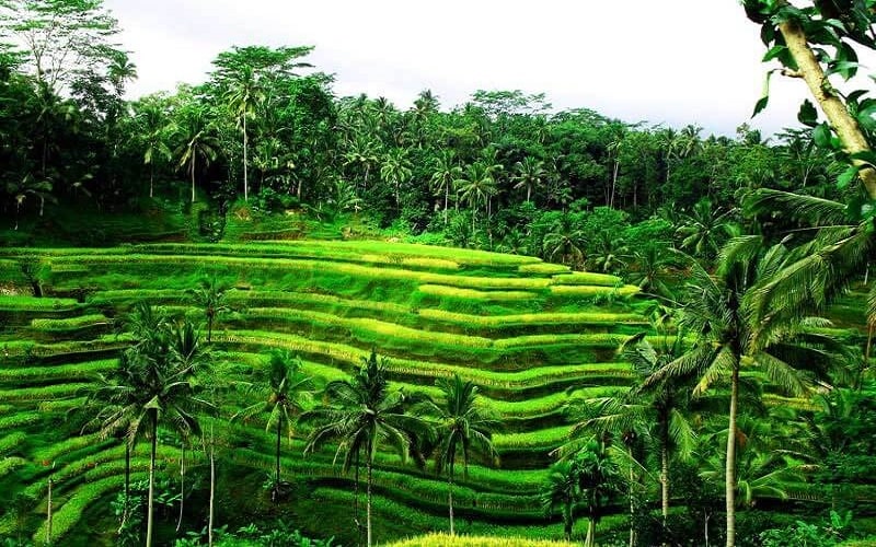 ruong-bac-thang-bali_1-min