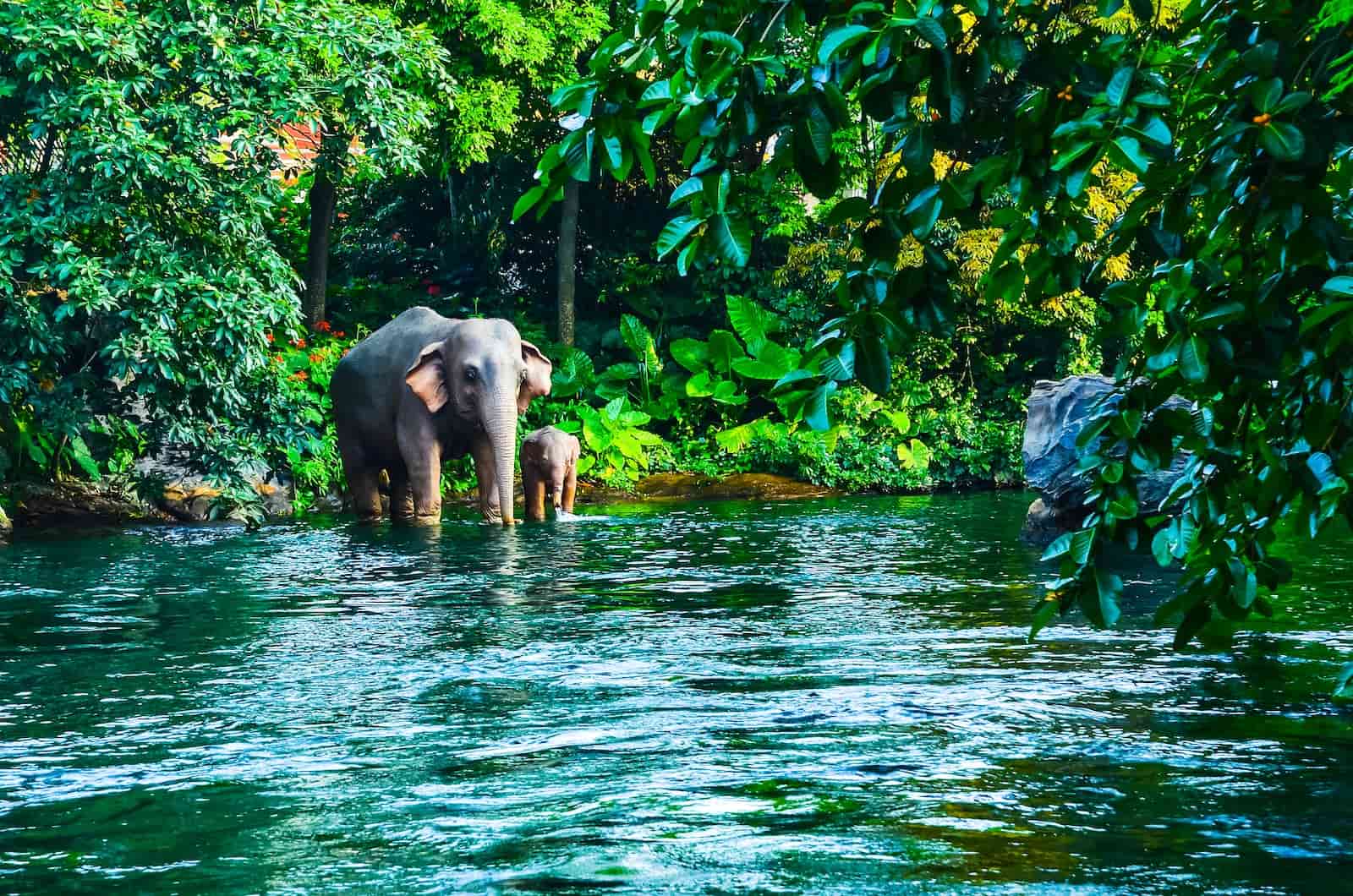 Vườn quốc gia Khao Yai được mệnh danh là thiên đường động vật hoang dã ấn tượng. tour du lịch free & easy Thái Lan