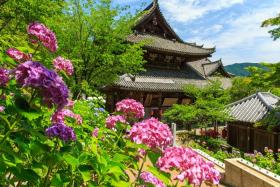 Đây là những địa điểm ngắm hoa cẩm tú cầu đẹp nhất khi đi du lịch Nhật Bản