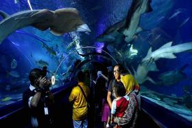 Khám Phá Thế Giới Đại Dương Tại Thủy Cung Aquaria Kuala Lumpur City Center – Tại Sao Không?