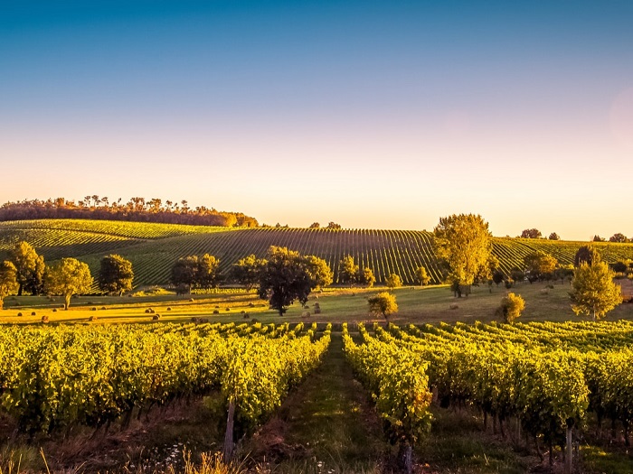 Bordeaux là vùng rượu vang nổi tiếng