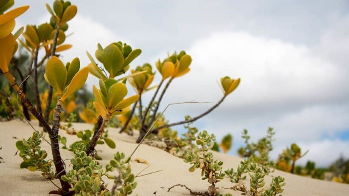 Hệ thực vật ở bãi biển Paradise Nam Phi