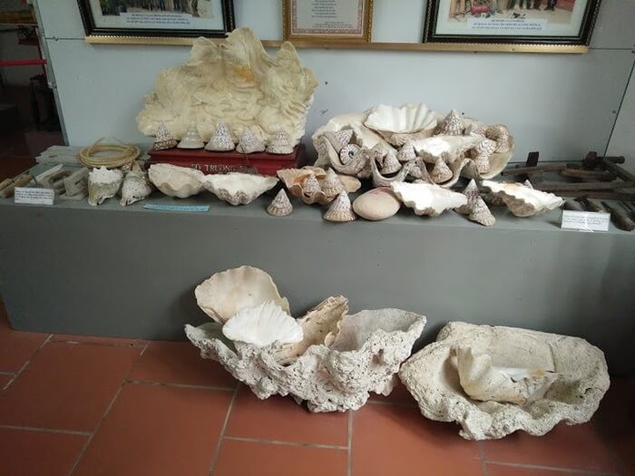 Country Museum - collection of shells, shells