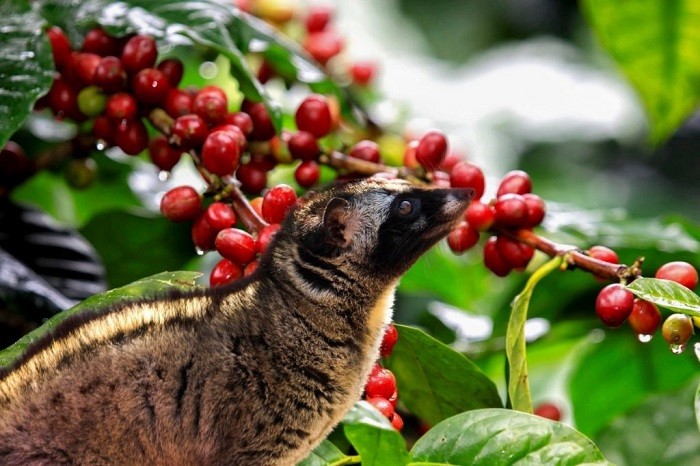 loài cầy hương hoang dã luwak đã có công tạo ra cà phê chồn Indonesia với hương vị hấp dẫn