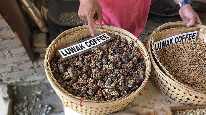 cà phê chồn Indonesia được bày bán trên khắp cả nước và xuất khẩu với giá cao