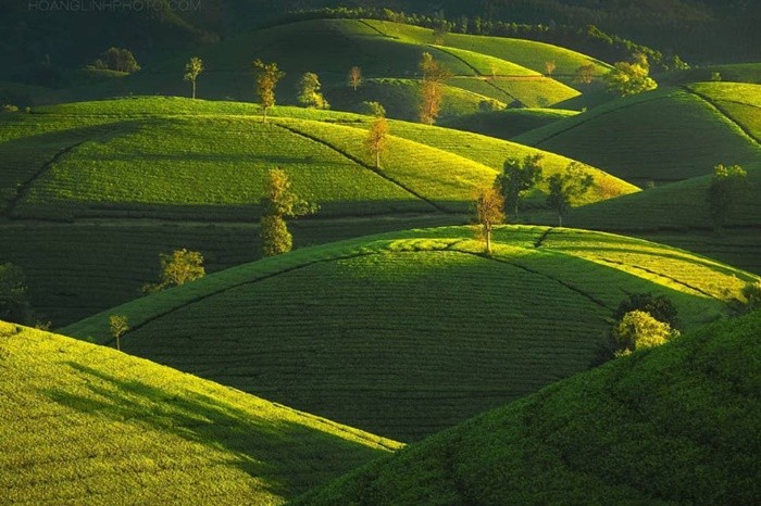 Beautiful tea hills in Phu Tho - Long Coc tea hill