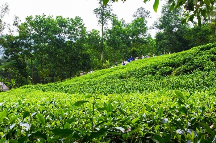 Beautiful tea hills in Phu Tho - Thach Khoan tea hill