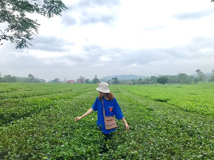 Beautiful tea hills in Phu Tho - Thanh Son tea hill