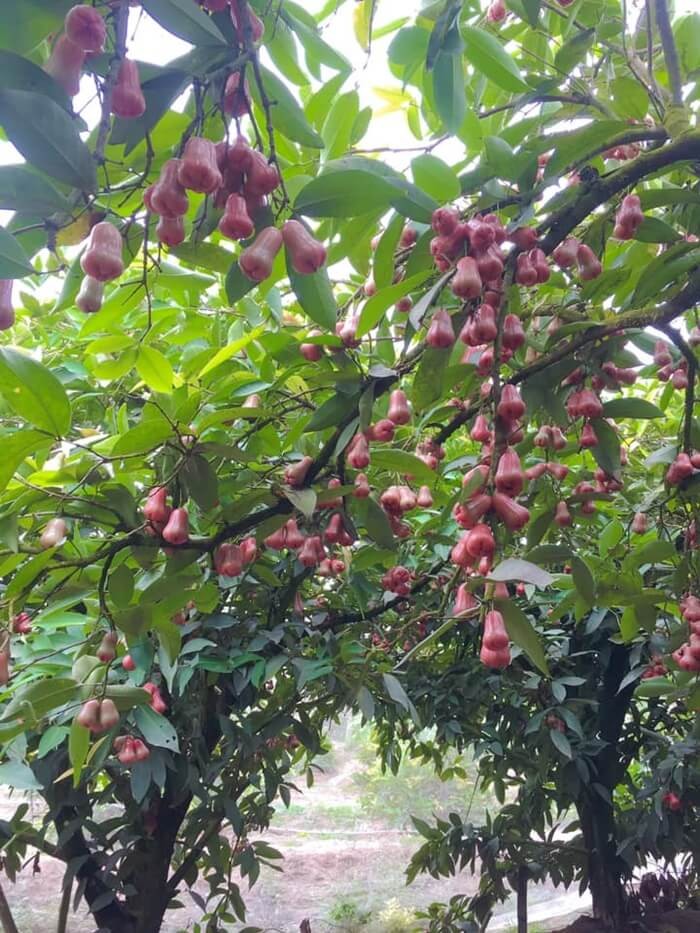 Cu Lao Tan Loc - An Phuoc plum garden