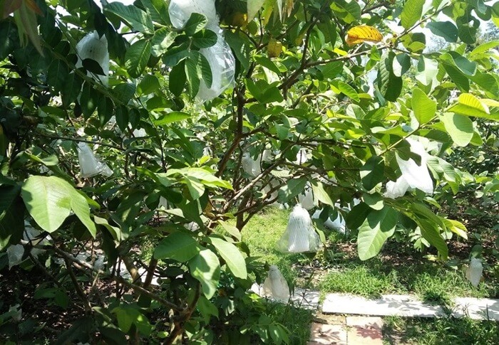 Cu Lao Tan Loc - Chin Diep guava garden