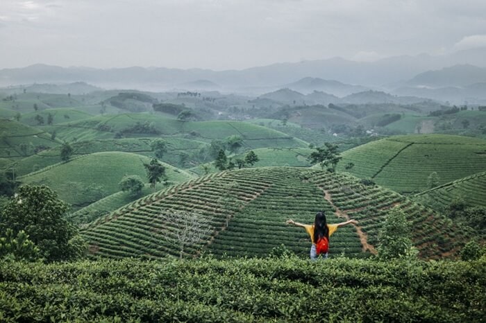 Đồi chè Long Cốc Phú Thọ xanh tươi ngút ngàn