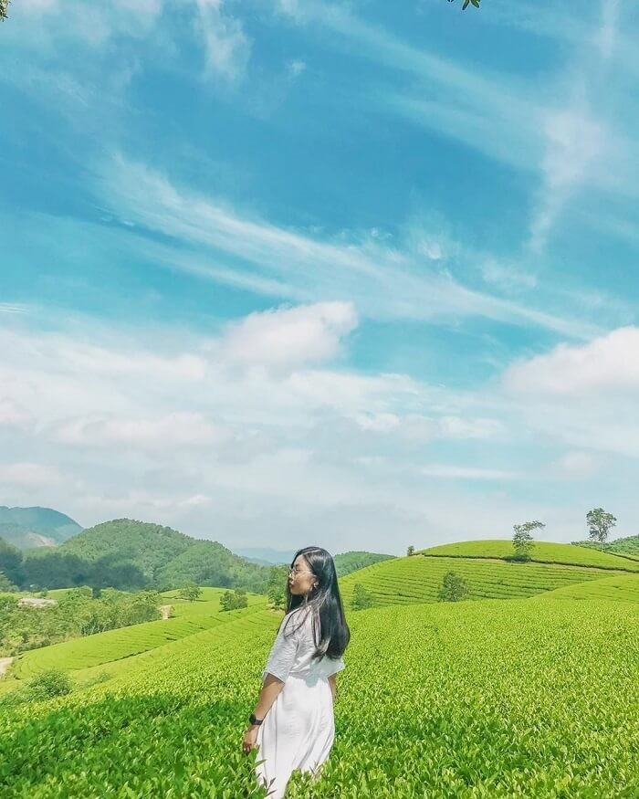 Đôi nét về đồi chè Long Cốc Phú Thọ