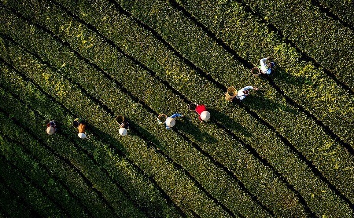 Đồi chè Long Cốc Phú Thọ - trải nghiệm hái chè