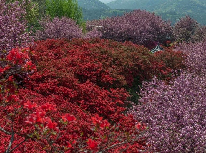 Ngắm hoa mùa xuân - du lịch thành phố Jeonju Hàn Quốc