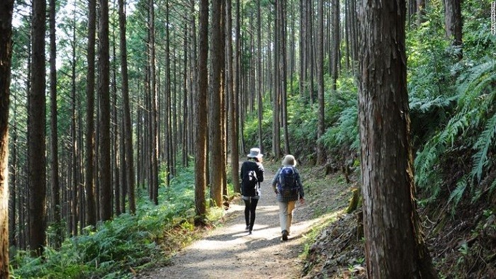 Hiking Kumano Kodo - du lịch Wakayama 