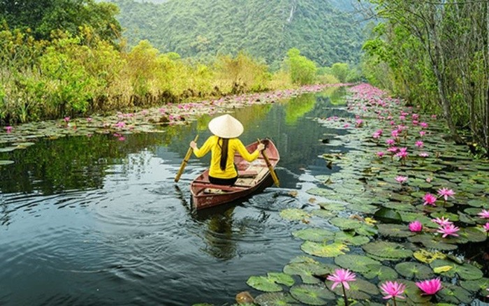 See lotus on the surface of Quan Son Lake