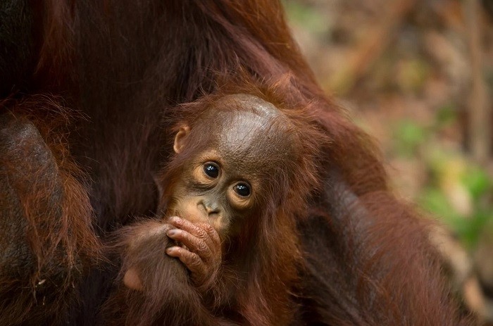 Đười ươi ở Borneo - kinh nghiệm du lịch Borneo tự túc