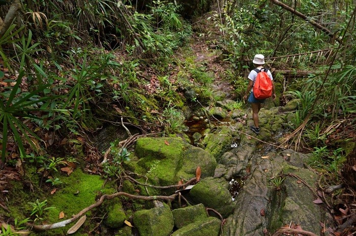 Đi bộ qua những khu rừng - kinh nghiệm du lịch Borneo tự túc