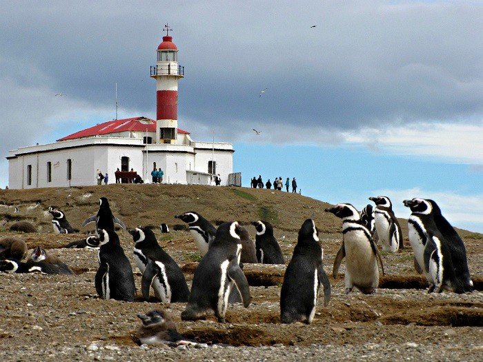 Chim cánh cụt Magellan - một tuần ở Chile