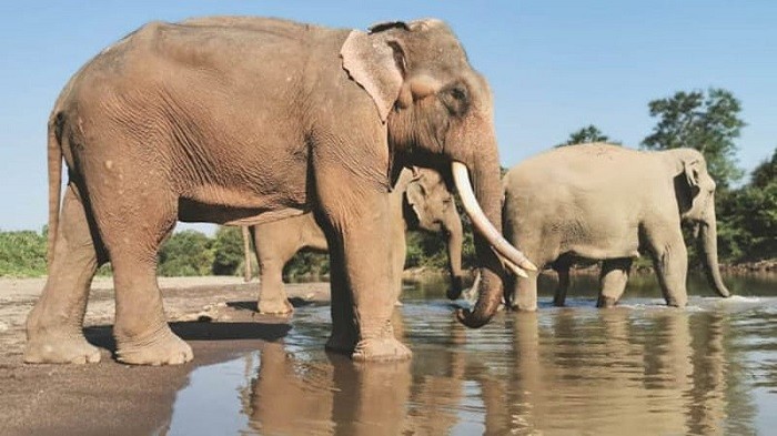 Những con voi tại khu nghỉ dưỡng Anantara - nhà bong bóng Thái Lan