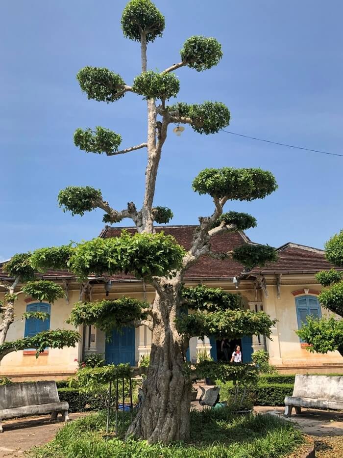 The ancient house of Tran Ba ​​The - the old tree is gently bent
