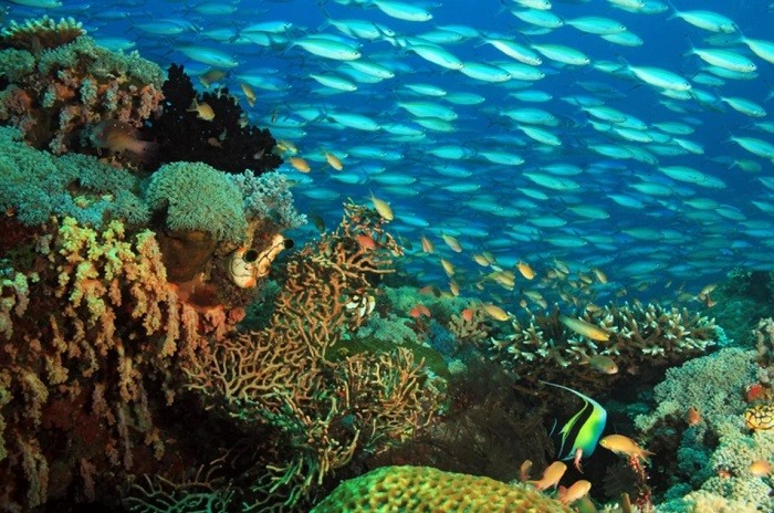 Rặng san hô ở quần đảo Raja Ampat- những điểm đến đẹp nhất Indonesia