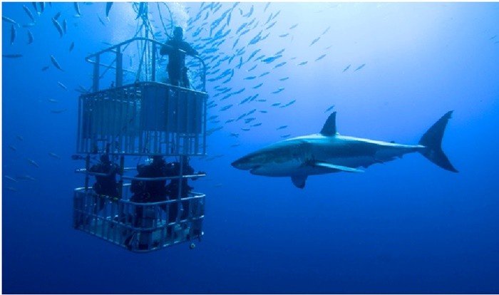 Những trò chơi mạo hiểm ở Nam Phi - bơi cùng cá mập