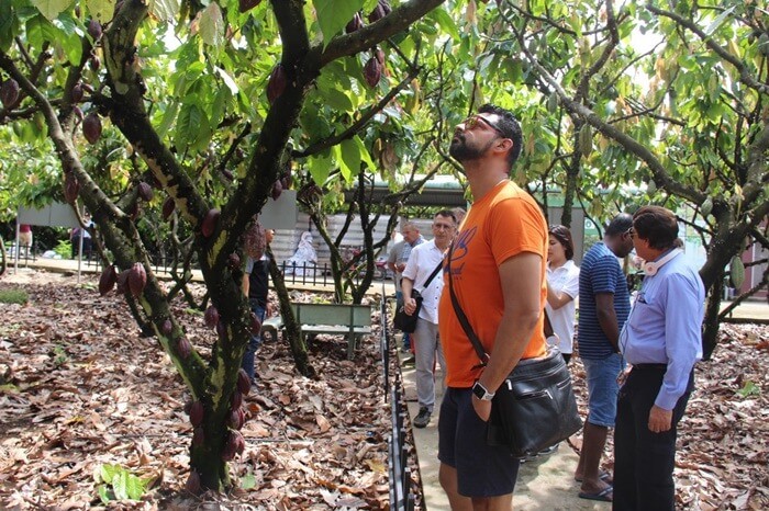 Tham quan vườn ca cao Mười Cương Cần Thơ