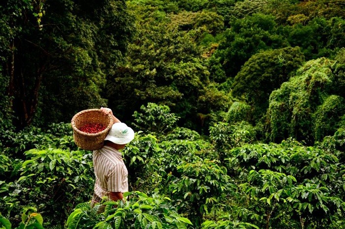 Đồn điền cà phê - trải nghiệm ở Costa Rica