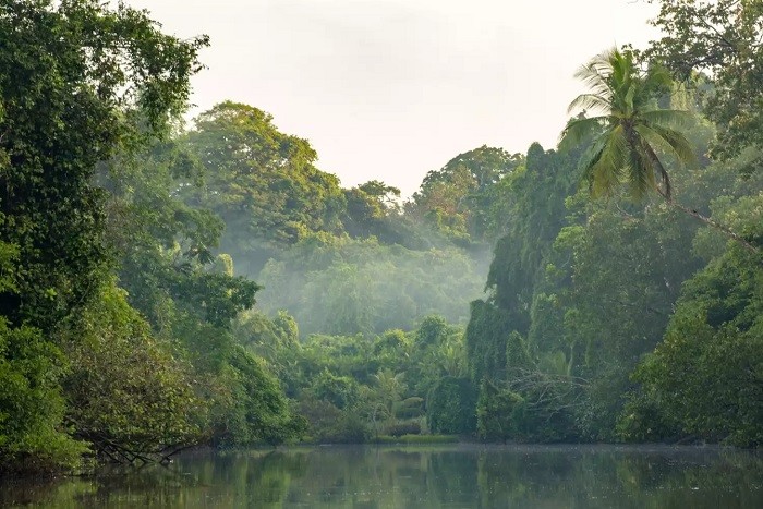 Tắm rừng - trải nghiệm ở Costa Rica