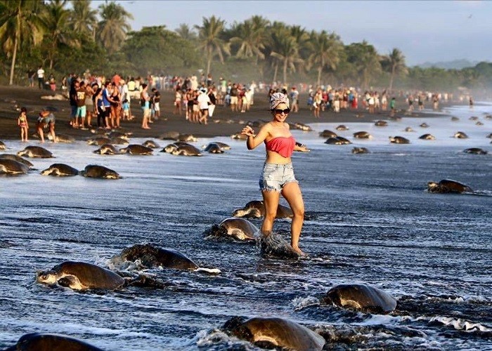 Ngắm rùa đẻ trứng - trải nghiệm ở Costa Rica
