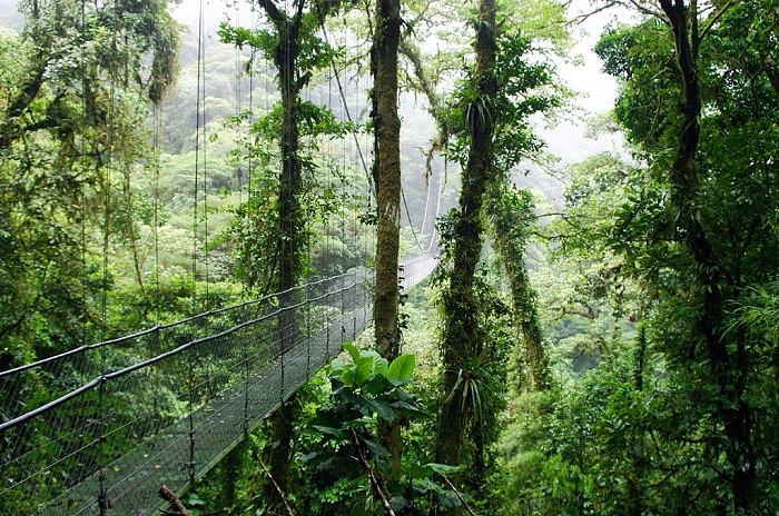 Khu rừng trên mây - trải nghiệm ở Costa Rica