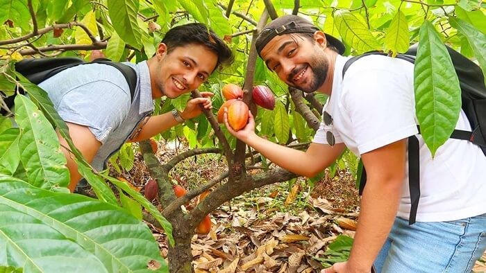 Vườn ca cao Mười Cương Cần Thơ xanh mướt