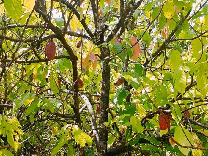 Lịch sử hình thành vườn ca cao Mười Cương Cần Thơ