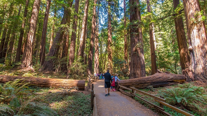 Khám phá những cây cổ thụ ngàn năm tại rừng Muir San Francisco