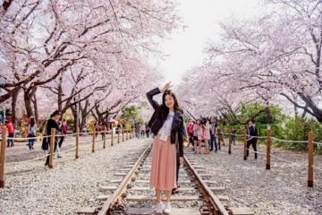 'Giắt túi' trọn bộ kinh nghiệm ngắm hoa anh đào Hàn Quốc hữu ích