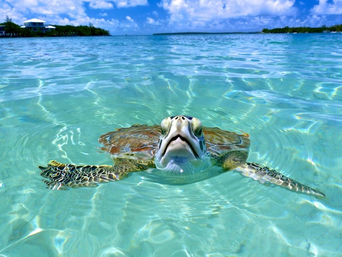 du lịch hòn đảo Cayo Largo