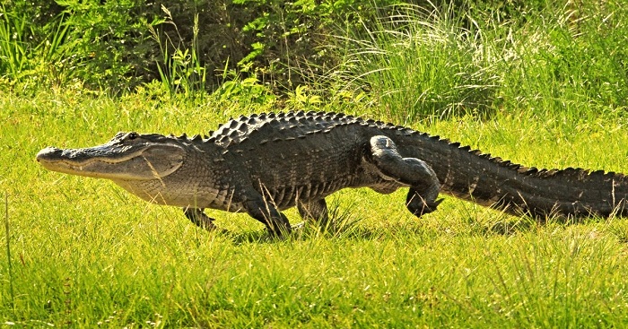du lịch hòn đảo Cayo Largo