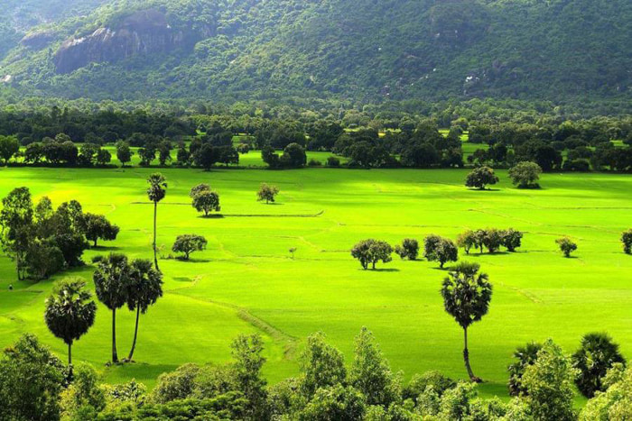 Explore Tan Tuyen An Giang Melaleuca forest - a famous tourist destination