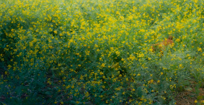 Field of canola flowers in the movie 'Golden Boy' -trailer