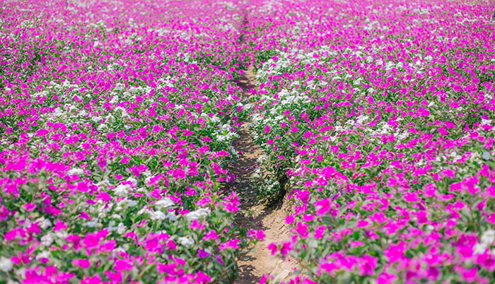 Beautiful flower gardens in An Giang - coconut flower colors
