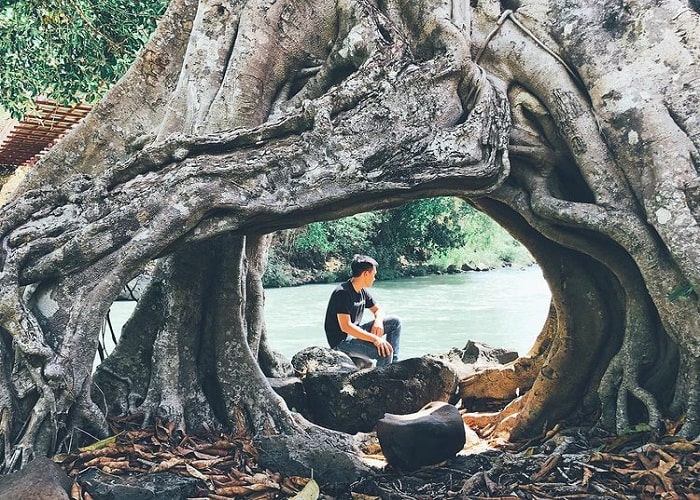 rễ cây cổ thụ - điểm sống ảo thú vị cạnh cây si cổ thụ ở Đắk Lắk