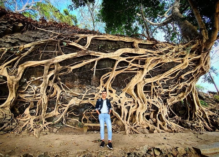 vẻ đẹp độc lạ của cây si cổ thụ ở Đắk Lắk