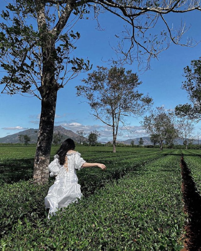 Sea of ​​tea, the destination of Lunar New Year in Gia Lai