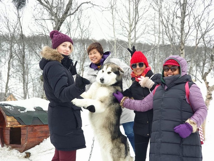 Trại chó husky ở thành phố Murmansk 