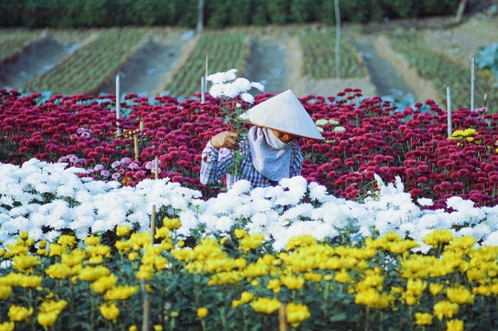 a variety of flowers - the highlight of Ha Lung Flower Village 