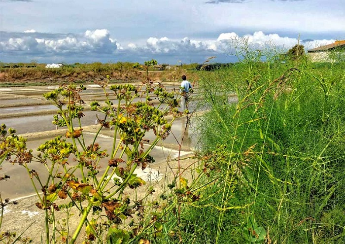 Những đầm muối nổi tiếng trên đảo - Trải nghiệm ở lle de Ré nước Pháp