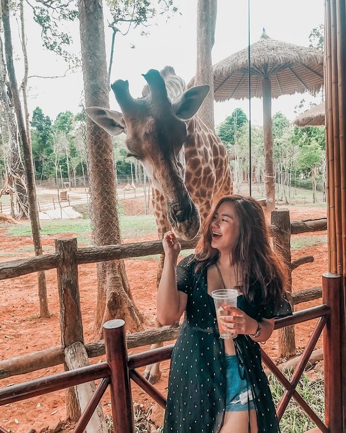 khuyến mãi tour Phú Quốc Tết - thăm vườn thú Vinpearl safari