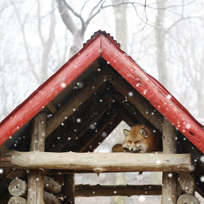 Zao Kitsune fox village - winter visit